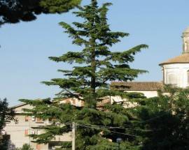 PIANELLA: SI ACCENDE L’ALBERO DI NATALE PIU’ GRANDE D’ABRUZZO