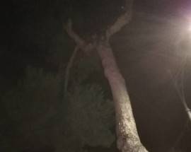 MOMENTI DI PAURA A SILVI: POCO PRIMA COMIZIO SALVINI SI STACCA GROSSO RAMO E CADE SU AUTO