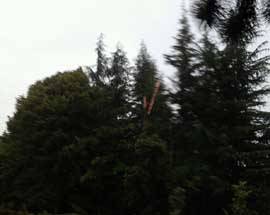 L’AQUILA: FULMINE CADE SU ALBERO ALLA FONTANA LUMINOSA, NO FERITI