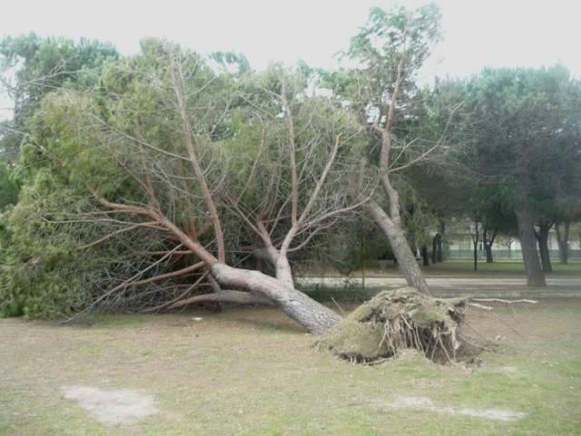 SRADICA ALBERI DAL GIARDINO DELLA CASA PERSA ALL’ASTA
