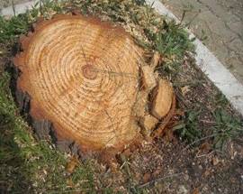 PESCARA: AL VIA PIANO DI ABBATTIMENTO ALBERI PERICOLANTI