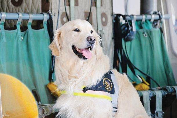 E’ MORTO ALEX, CANE-EROE DEL TERREMOTO DEL 2009: SI E’ GETTATO SUGLI SCOGLI