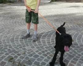L’AQUILA: SMARRITO CANE A TEMPERA, L’APPELLO DEI PROPRIETARI