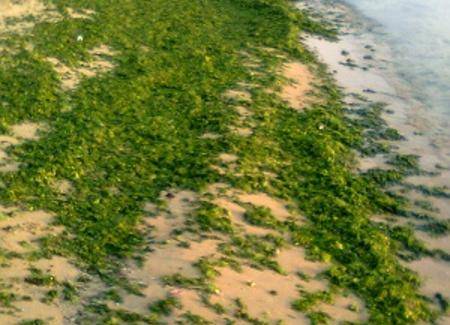 MARE VERDE E ALGHE: ARTA RASSICURA, ‘FENOMENO NATURALE, NESSUN PERICOLO’