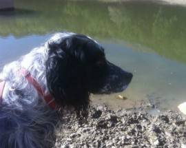 L’AQUILA: SCOMPARSA ALICE, SETTER INGLESE, PROPRIETARI OFFRONO RICOMPENSA