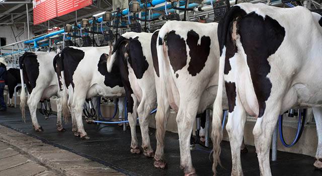 ALLEVAMENTI BOVINI LAGER: DENUNCE E SEQUESTRI