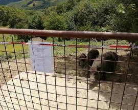 SEQUESTRATO ALLEVAMENTO ABUSIVO CINGHIALI A TORRICELLA PELIGNA