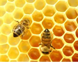 APICOLTURA: ASL L’AQUILA FORMA VETERINARI SU PROFILASSI