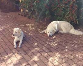 L’AQUILA: SCOMPARSI UN LABRADOR E UN PASTORE ABRUZZESE NELLA ZONA DI SANT’ELIA
