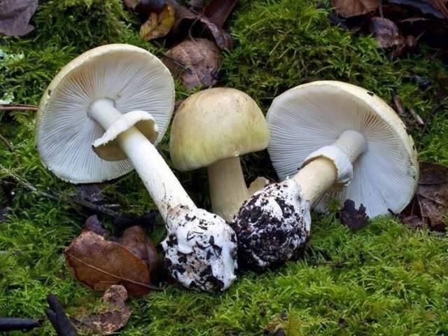 AVVELENATO DAI FUNGHI, 61ENNE DI TORNIMPARTE E’ GRAVISSIMO