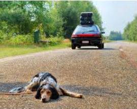 ABBANDONA IL SUO CANE IN STRADA AD ORTONA: IDENTIFICATO E DENUNCIATO