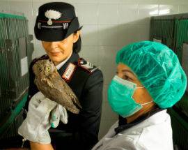 TRECENTO ANIMALI AIUTATI IN CENTRO RECUPERO BIODIVERSITA’ DI PESCARA
