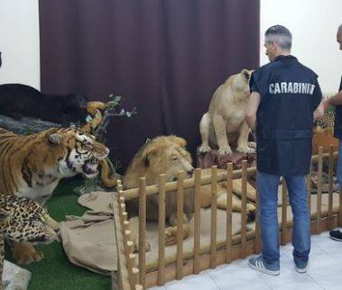 SEQUESTRO ANIMALI IMBALSAMATI IN MUSEO DI SAN GIOVANNI TEATINO