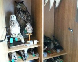 FORESTALE: TASSIDERMIA, GLI ANIMALI MORTI PER SCIENZA E MUSEI