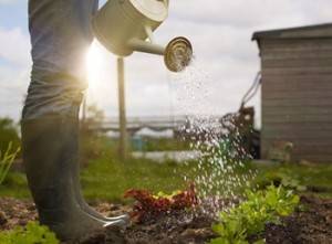 C.A.S.E.: RAZIONAMENTO ACQUA, SI ANNAFFIA 2 VOLTE A SETTIMANA