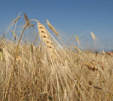 ANTICHE COLTURE: PARCO GRAN SASSO COORDINATORE PROGETTO VALOR