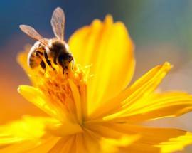 ABRUZZO PATRIA DELLE API: ECCO IL PRIMO BEE NATURAL FESTIVAL