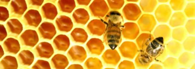 ALLARME MIELE: IL CALDO DIMEZZA LA PRODUZIONE E I VELENI UCCIDONO LE API