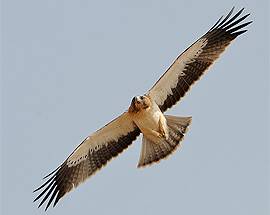 FAUNA: UN’AQUILA MONORE FOTOGRAFATA NEL CHIETINO