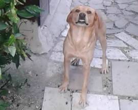 CANE SCOMPARSO DA COLLETTARA DI SCOPPITO, PADRONI LANCIANO APPELLO