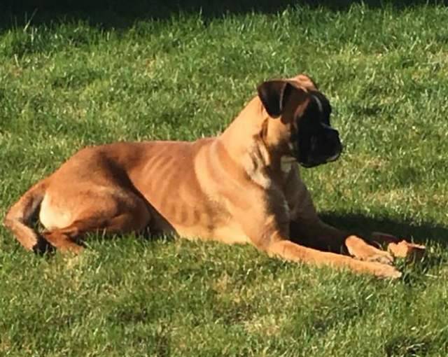 CANE SCAPPA PER PAURA DEGLI SPARI, ALL’AQUILA RICERCHE PER RITROVARE LA PICCOLA ASIA