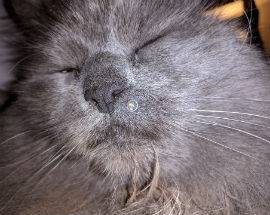 L’AQUILA: GATTO COLPITO CON FUCILE AD ARIA COMPRESSA, PADRONA DENUNCIA SU FB