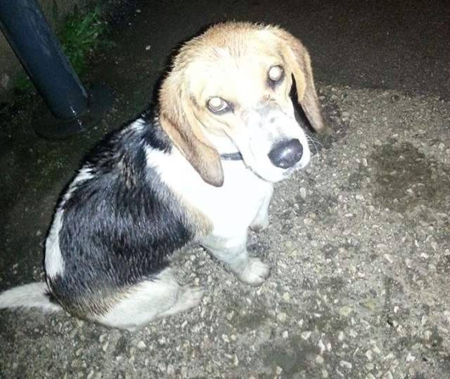 L’AQUILA: SMARRITO COOK, CANE DI RAZZA BEAGLE IN ZONA BAGNO