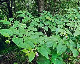 RACCOLGONO INSALATA, MA E’ BELLADONNA: COPPIA AVVELENATA A COLOGNA