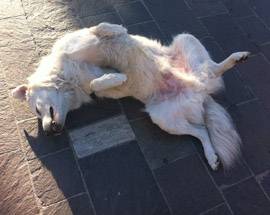 TERAMO, IL CANE BIANCONE E’ DIVENTATO UN SIMBOLO DELLA CITTA’