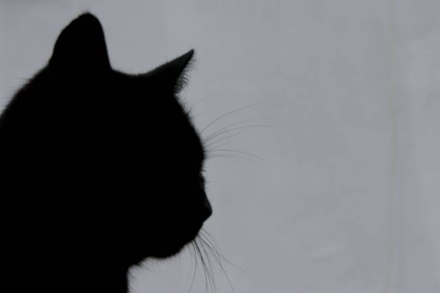 TERAMO: LO STRANO CASO DEI GATTI NERI SCOMPARSI, FORSE OPERA DI UNA SETTA