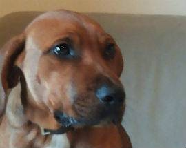 L’AQUILA: SMARRITO IL CANE BOB IN ZONA VIA STRINELLA
