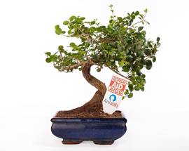 AIDS: ANLAIDS PORTA BONSAI IN PIAZZA PER SENSIBILIZZARE GLI ABRUZZESI