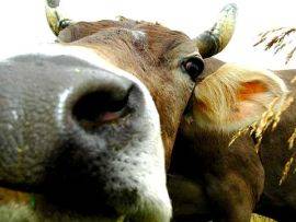 MUCCA IN FUGA SUI BINARI, ATTIMI DI PANICO A L’AQUILA