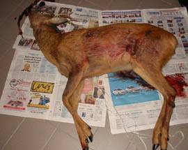 UCCIDONO CAPRIOLO: DENUNCIATI BRACCONIERI NEL PESCARESE