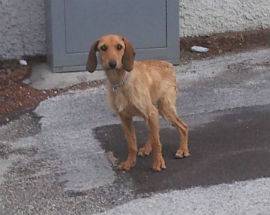 L’AQUILA: CANE SMARRITO VAGA IN ZONA VIA STRINELLA ALTA