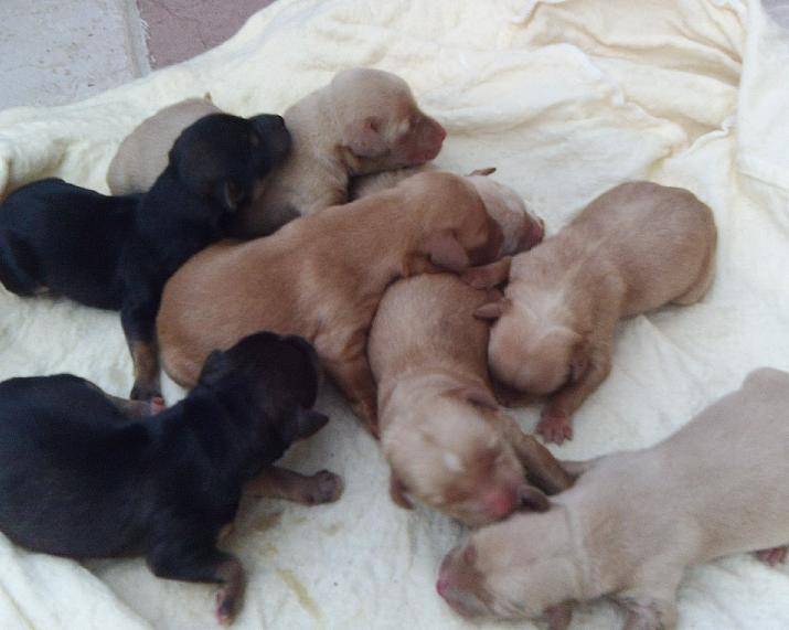 CAGNOLINI CHIUSI IN UNA BUSTA E GETTATI IN UN FOSSO A CITTA’ SANT’ANGELO
