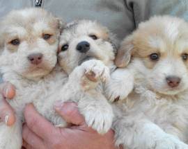 CAGNOLINI ABBANDONATI A SCOPPITO IN UNO SCATOLONE