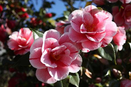 L’AQUILA: FURTO DI FIORI ALL’ASSOCIAZIONE APTDH, APPELLO AI ”BIRBANTI”