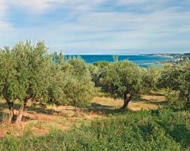 CAMMINATA TRA GLI OLIVI: CULTURA DELL’OLIO TRA BORGHI E COLLINE D’ABRUZZO
