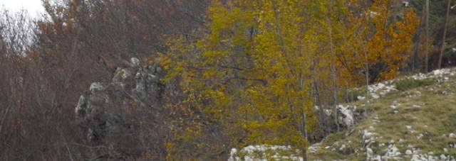 PARCO SIRENTE: ”DUE CAMOSCI FUGGITI DA AREA FAUNISTICA, E PARCO NON INTERVIENE”