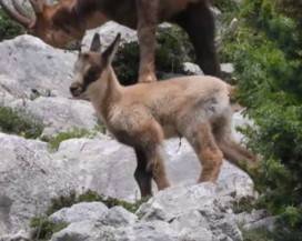 CLIMA: IL CAMOSCIO DELL’APPENNINO RISCHIA L’ESTINZIONE NEL 2070