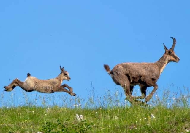 CAMOSCI: NEL 2019 CENSITI 657 ESEMPLARI NEL PARCO D’ABRUZZO