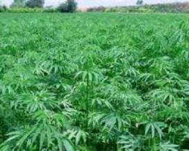 CRESCONO FURTI NEI CAMPI DI CANAPA, DANNI MILIONARI AD AGRICOLTORI
