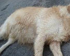 TORTORETO: CANI AVVELENATI CON BOCCONI-KILLER, INCHIESTA