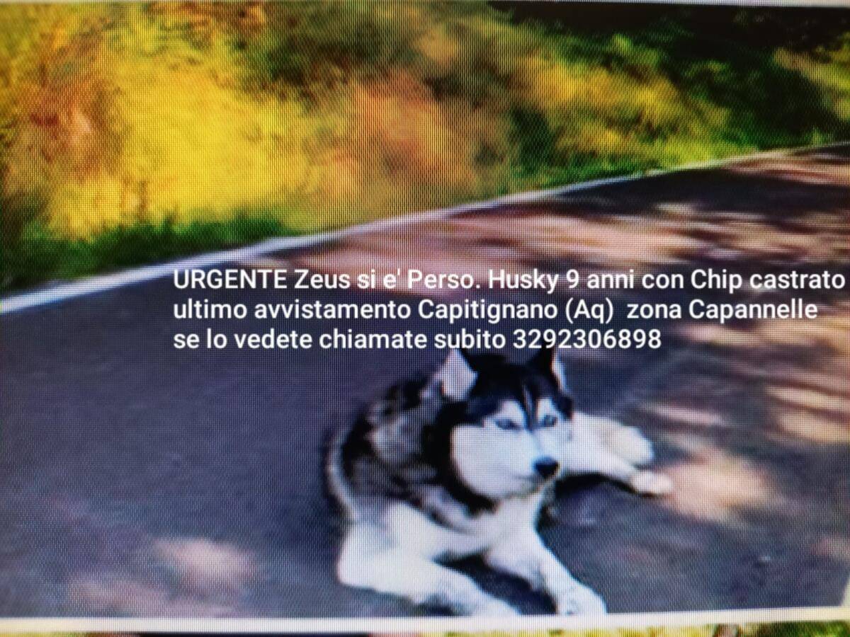 CANE DI 9 ANNI E’ SPARITO, APPELLO DEI PADRONI: ULTIMO AVVISTAMENTO A CAPITIGNANO