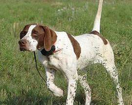 L’AQUILA: CANI POINTER E SETTER IN PASSERELLA A CAMPO FELICE
