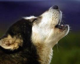 FURTI E RAPINE: 9MILA CASI SVENTATI GRAZIE AI CANI