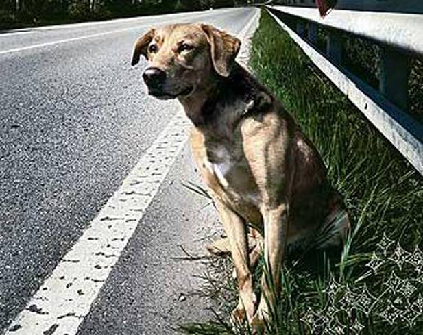 SISMA E NEVE CENTRO ITALIA, ”CAPOLUOGHI DI REGIONE ADOTTINO ANIMALI SOLI”