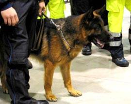 CHIETI: CANE FIUTA MARIJUANA DENUNCIATO GIOVANE STUDENTE