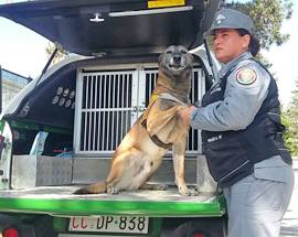 300 ANIMALI AVVELENATI CON LE ESCHE DAL 2010 A OGGI, PASSA LEGGE REGIONALE ”PREVENIRE E INFORMARE”